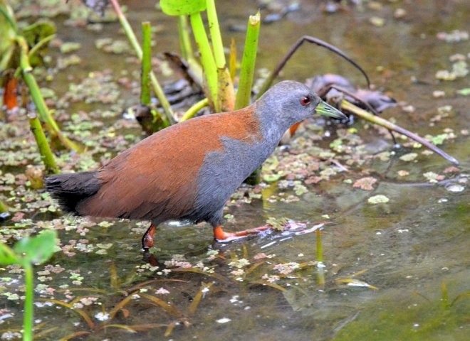 Black-tailed Crake - ML377469441