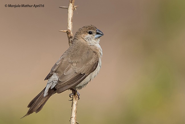 Indian Silverbill - ML377469481