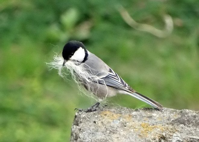 Cinereous Tit - ML377469541