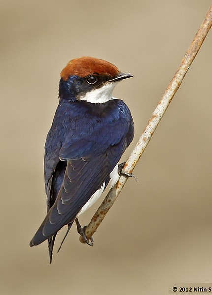 Wire-tailed Swallow - ML377469641