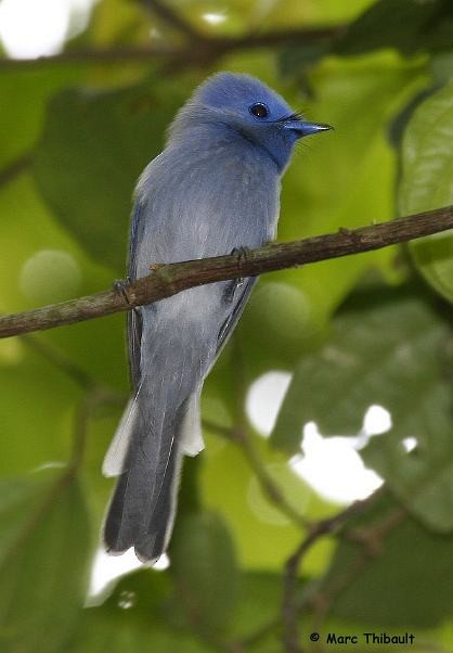 Pale-blue Monarch - Marc Thibault