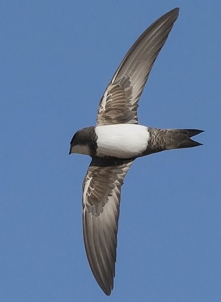 Alpine Swift - jaysukh parekh Suman