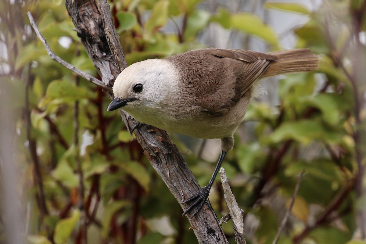 Whitehead - Tommy Pedersen