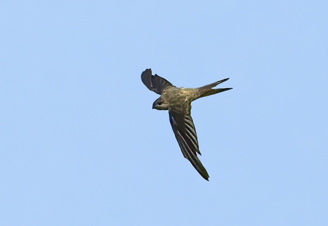 Asian Palm Swift - ML377471551