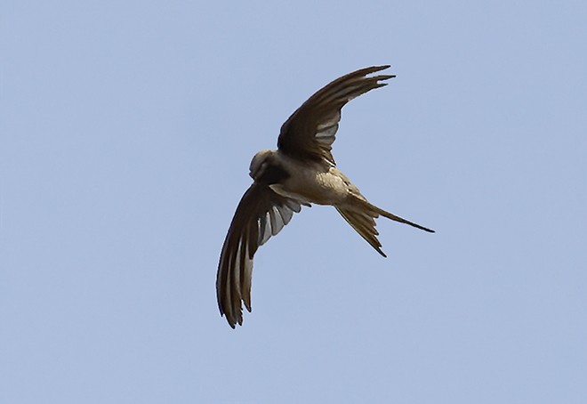 Asian Palm Swift - ML377471561