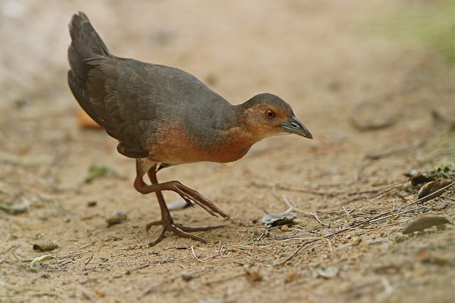 Band-bellied Crake - James Eaton