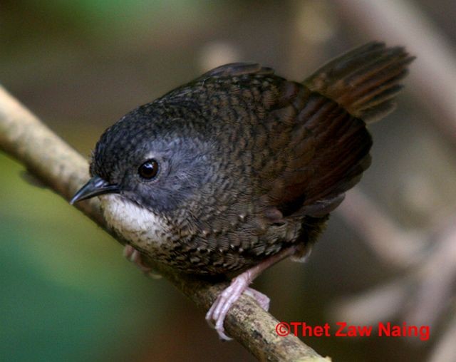 Gray-bellied Wren-Babbler - Thet Zaw Naing
