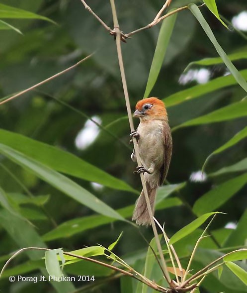 Rufous-headed Parrotbill - ML377472801