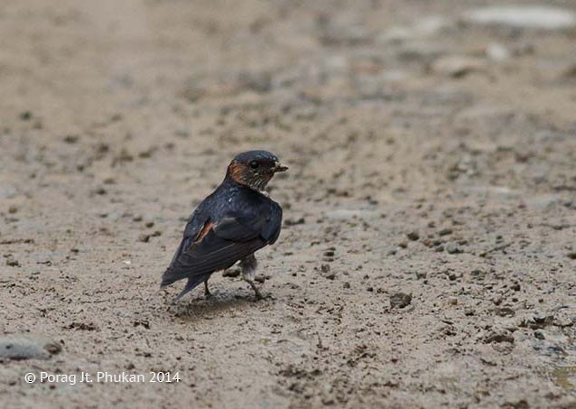 Eastern Red-rumped Swallow (Striated) - ML377472821