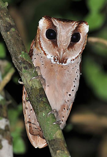 Oriental Bay-Owl - ML377473051