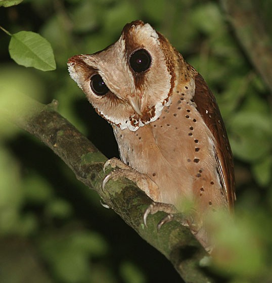 Oriental Bay-Owl - ML377473071