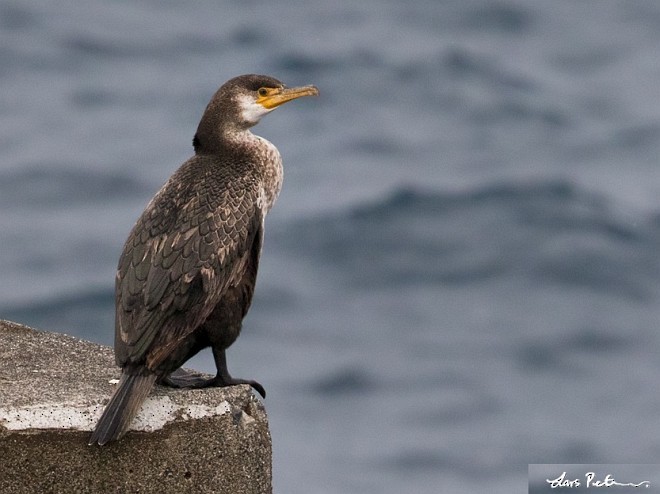 Grand Cormoran (sinensis/hanedae) - ML377473701