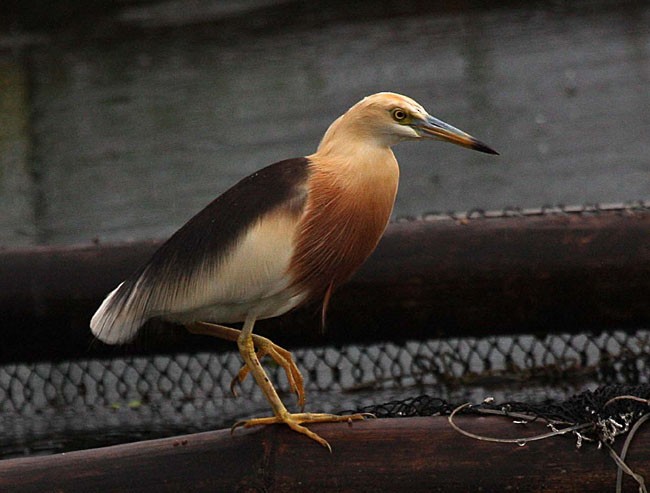 Javan Pond-Heron - ML377473811