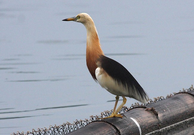 Javan Pond-Heron - ML377473821