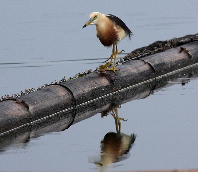 Javan Pond-Heron - ML377473841