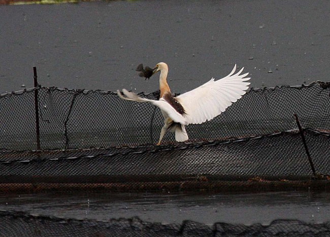 Javan Pond-Heron - ML377473851