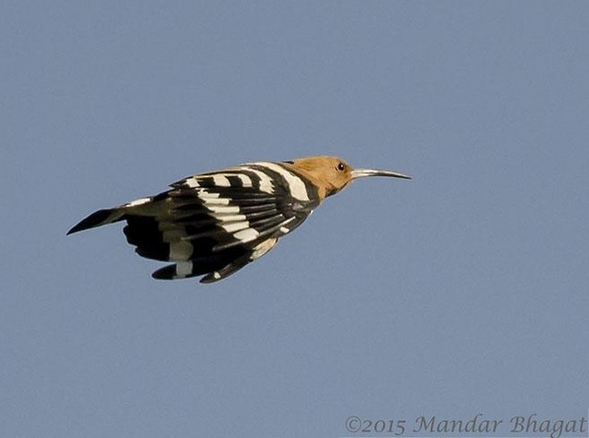 Common Hoopoe - ML377474381