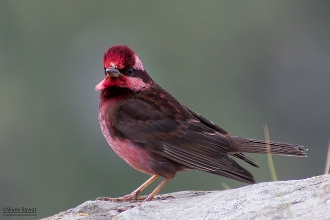 Dark-breasted Rosefinch - ML377474521