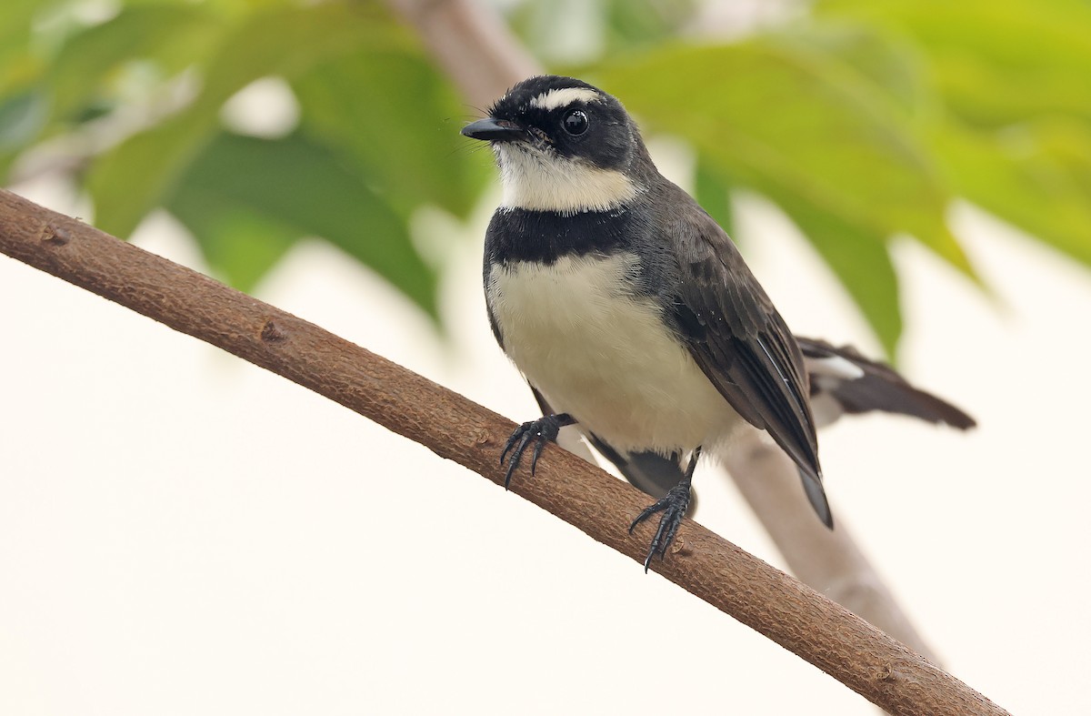 Philippine Pied-Fantail - Robert Hutchinson