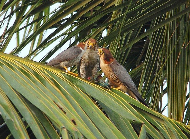 Red-necked Falcon (Asian) - ML377475301