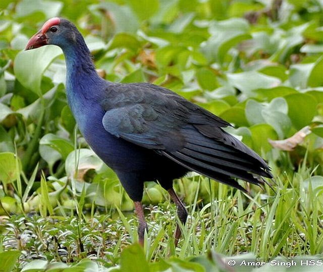 Gray-headed Swamphen - ML377475351