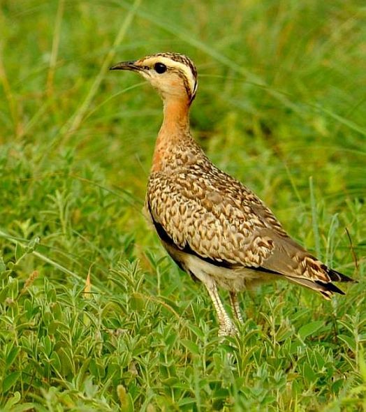 Indian Courser - jaysukh parekh Suman