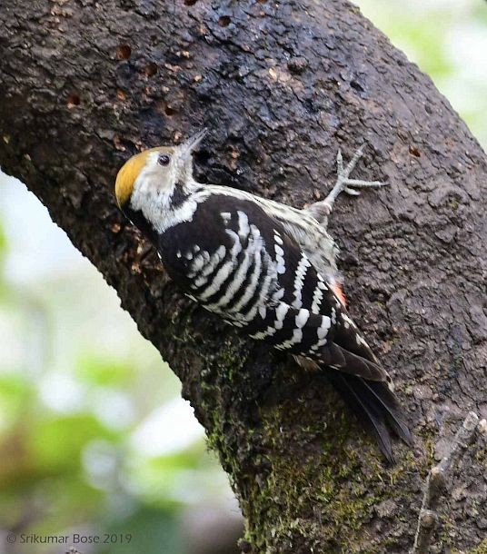 Brown-fronted Woodpecker - ML377476681