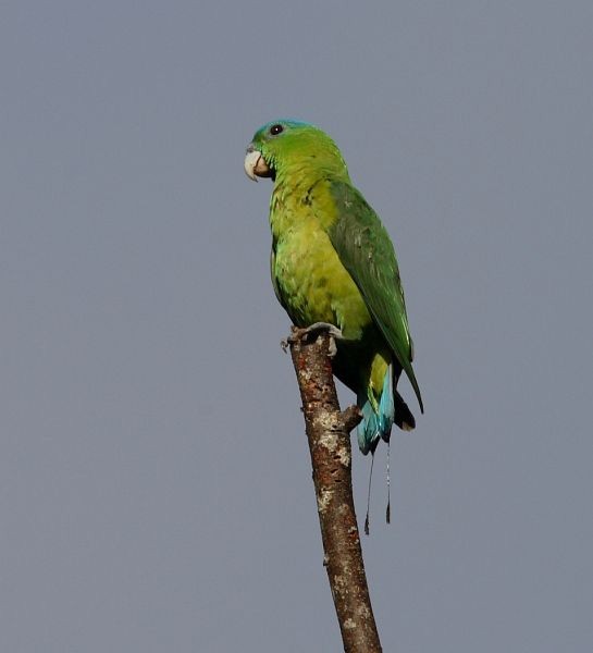 Blue-crowned Racquet-tail (Blue-capped) - ML377476791