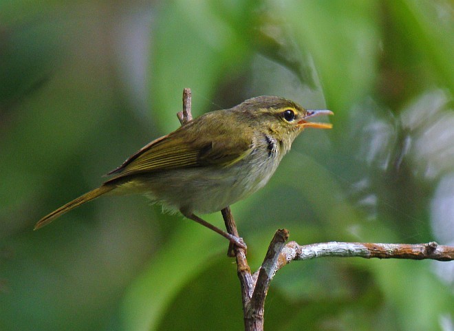 Lemon-throated Leaf Warbler - ML377477221