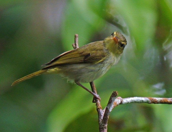 Lemon-throated Leaf Warbler - ML377477321