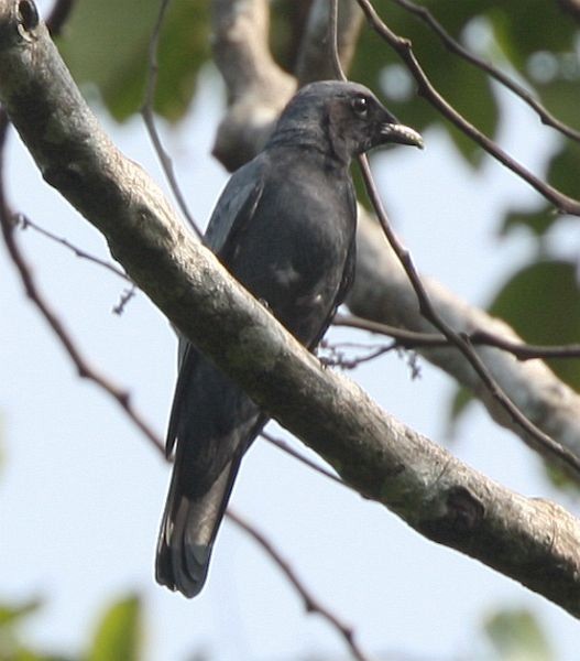 Sulawesi Cicadabird - ML377477411