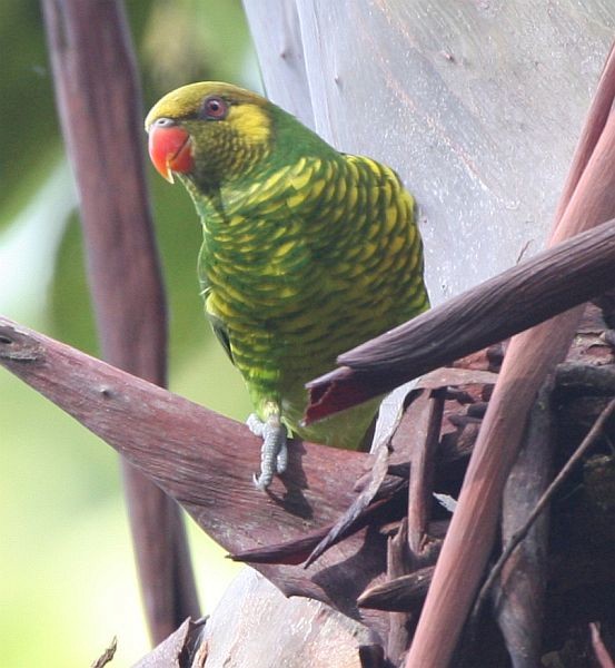 Yellow-cheeked Lorikeet - Martin Lindop