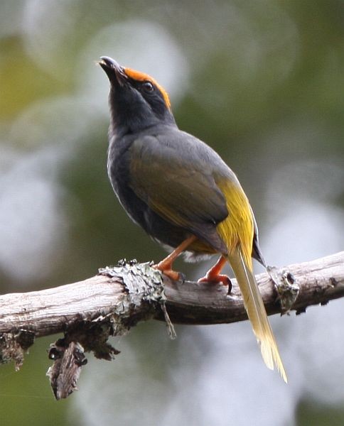 Fiery-browed Myna - ML377477431