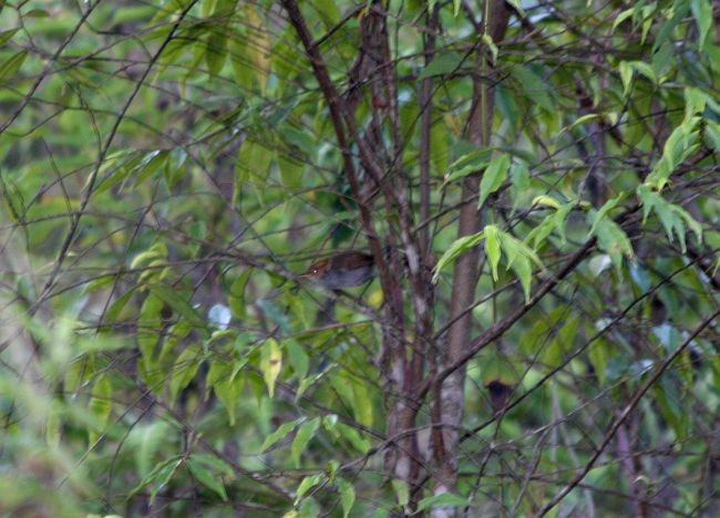 Russet-capped Tesia - Chris Gooddie