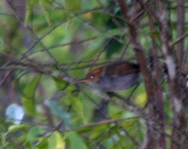 Russet-capped Tesia - Chris Gooddie