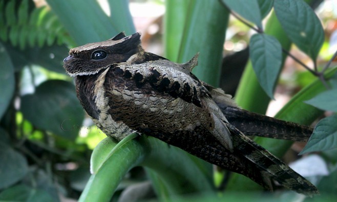 Great Eared-Nightjar - ML377478351