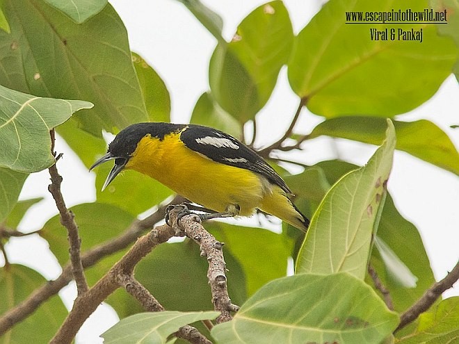 Common Iora - Pankaj Maheria