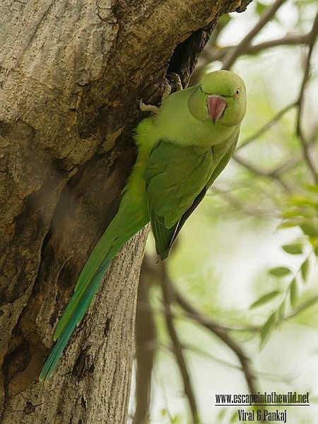 Rose-ringed Parakeet - ML377478561