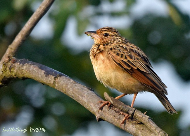 Jerdon's Bushlark - ML377479261