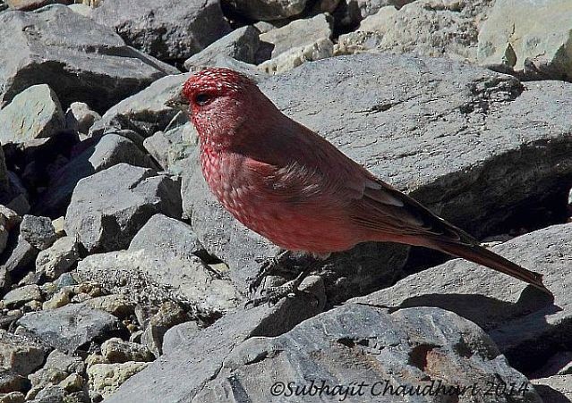 Great Rosefinch (Spotted) - ML377479311