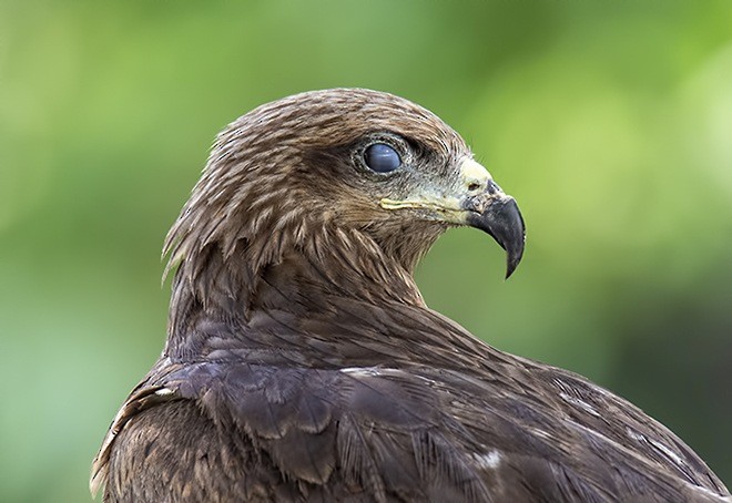 トビ（migrans グループ） - ML377479441