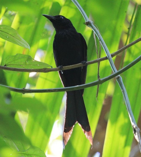 Andaman Drongo - ML377480661