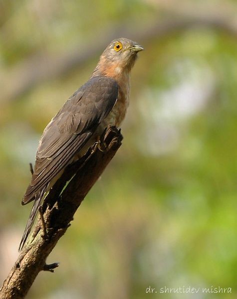 Common Hawk-Cuckoo - ML377480861