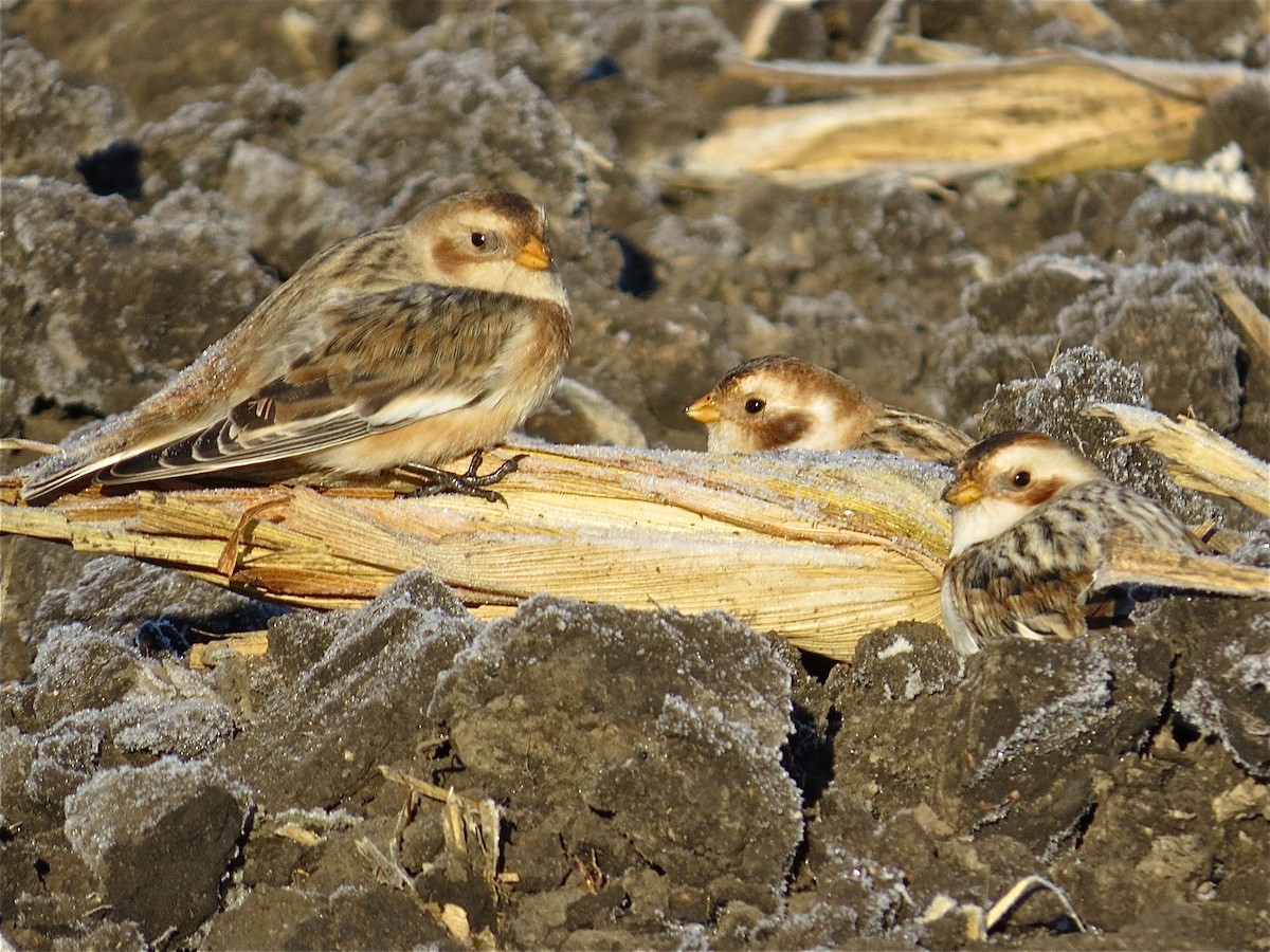 Snow Bunting - ML37748141