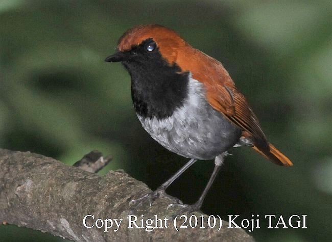 Okinawa Robin - ML377481541