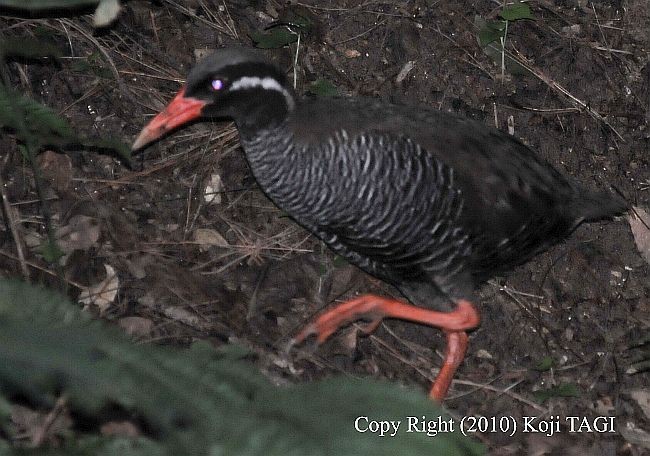 Okinawa Rail - ML377481561