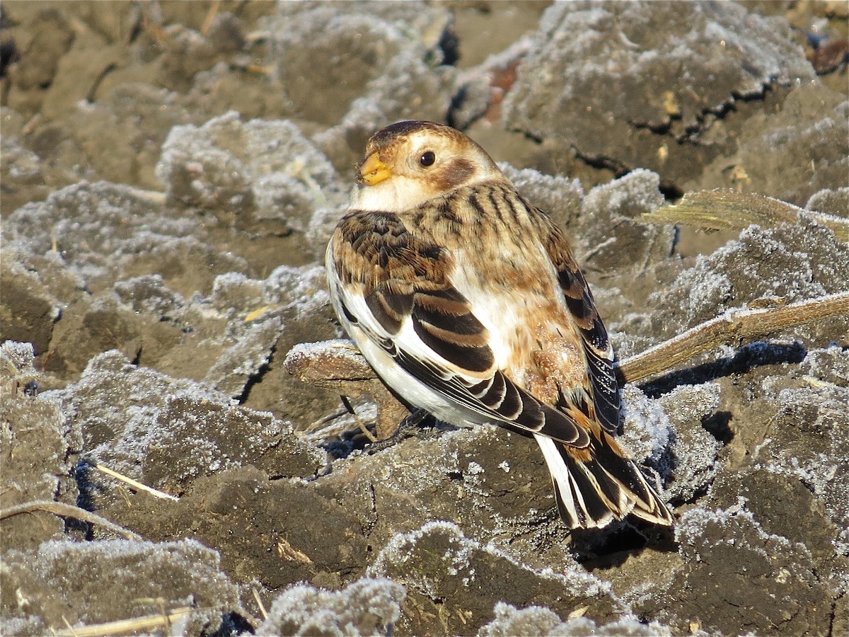 Snow Bunting - ML37748171