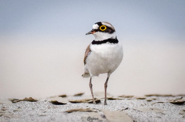 Little Ringed Plover - ML377482121