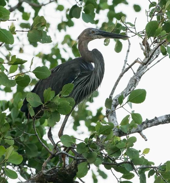 Great-billed Heron - Simon van der Meulen