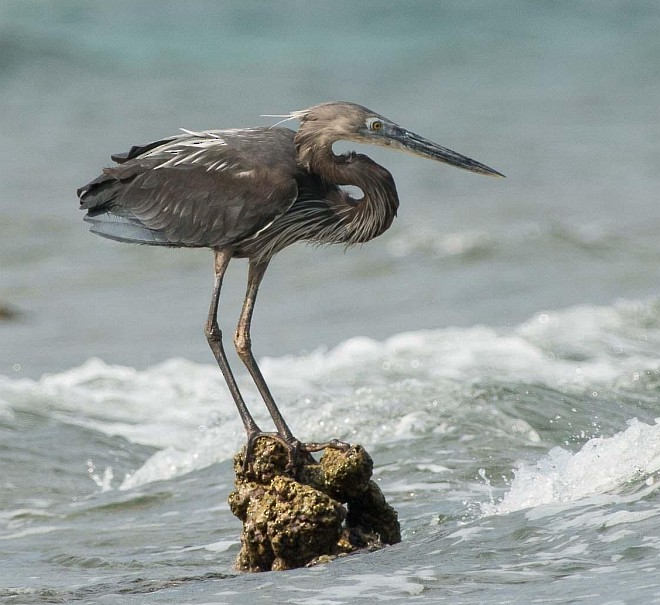 Great-billed Heron - ML377483331